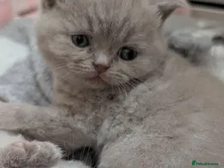 British Shorthair cats Lilac British shorthair kittens - Advert 5