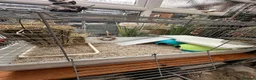 Guinea Pig rodents for sale: Two GUINEA PIGS for rehoming in Nantwich - Advert 4