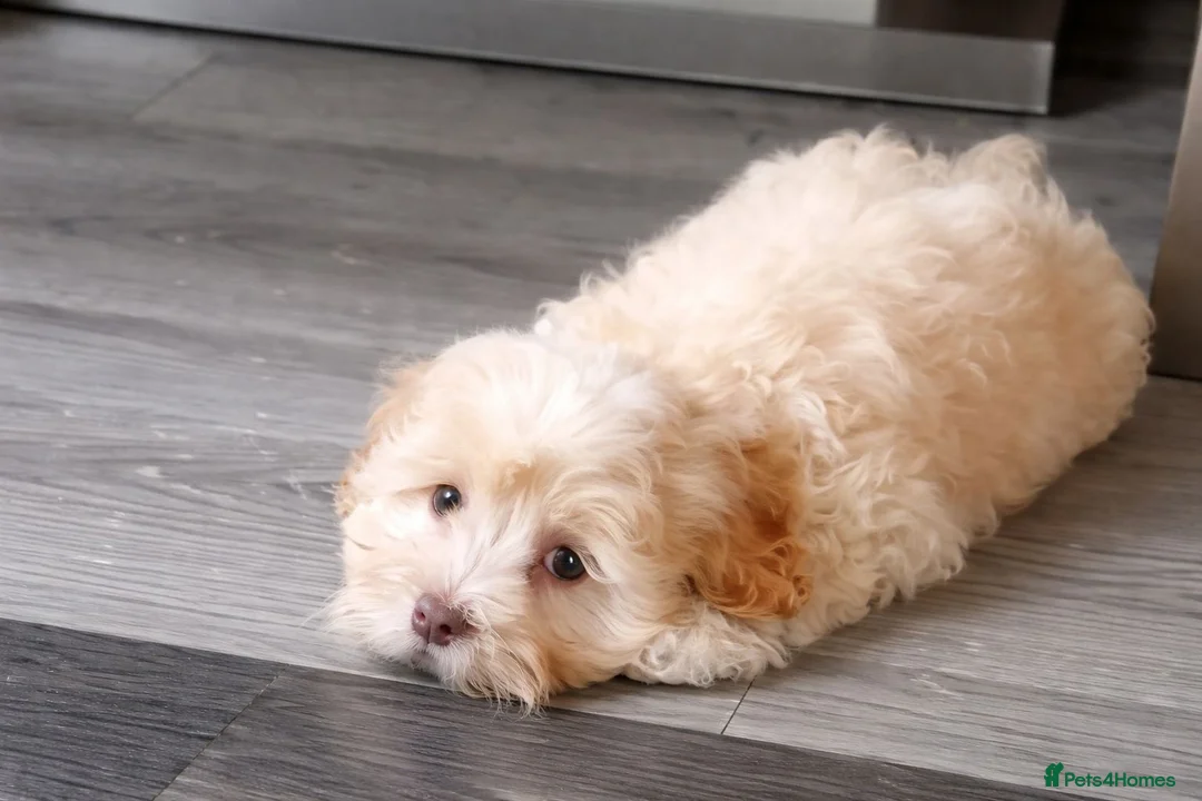 Maltipoo dogs for sale: Maltipoo boys available  - Advert 1