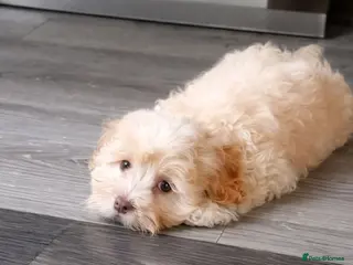 Maltipoo dogs Maltipoo boys available - Advert 16