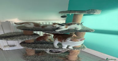 Maine Coon cats - Advert 1