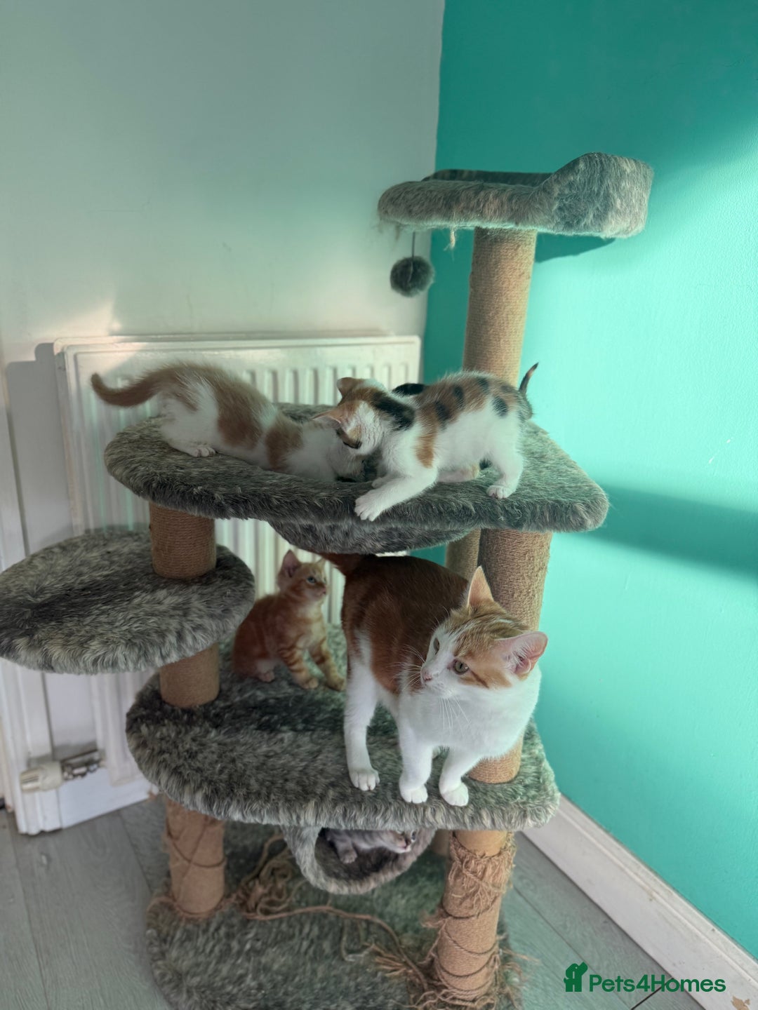 Maine Coon cats for sale: Adorable half mainecoon kittens for sale  - Image 2