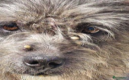 Mixed Breed dogs for adoption: Clint - Norwich Norfolk  - Image 17