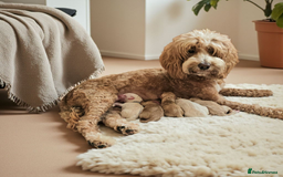 Australian Labradoodle dogs for sale: STUNNING FULLY HEALTH TESTED PUPPIES 🌟🐾 - Image 2