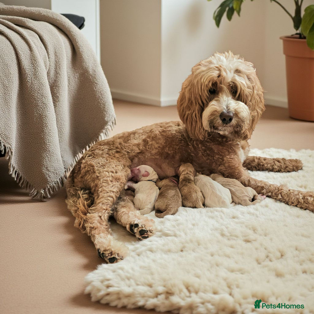 Australian Labradoodle dogs for sale: STUNNING FULLY HEALTH TESTED PUPPIES 🌟🐾 - Image 2