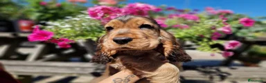 Male Puppies