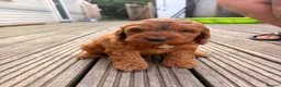 Cockapoo dogs for sale: F1 stunning cockapoos  - Advert 12
