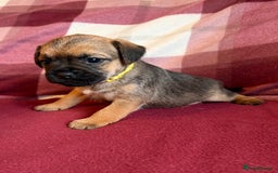 Border Terrier dogs for sale: Beautiful Border Terrier Puppies😍 - Advert 20
