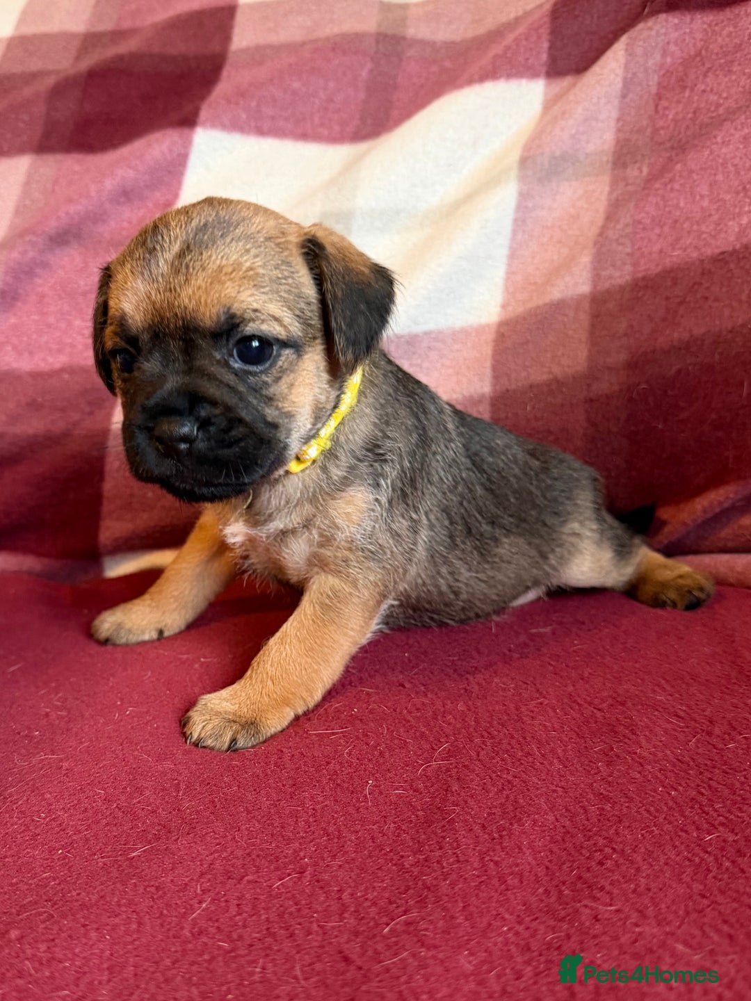 Border Terrier dogs for sale: Beautiful Border Terrier Puppies😍 - Advert 20