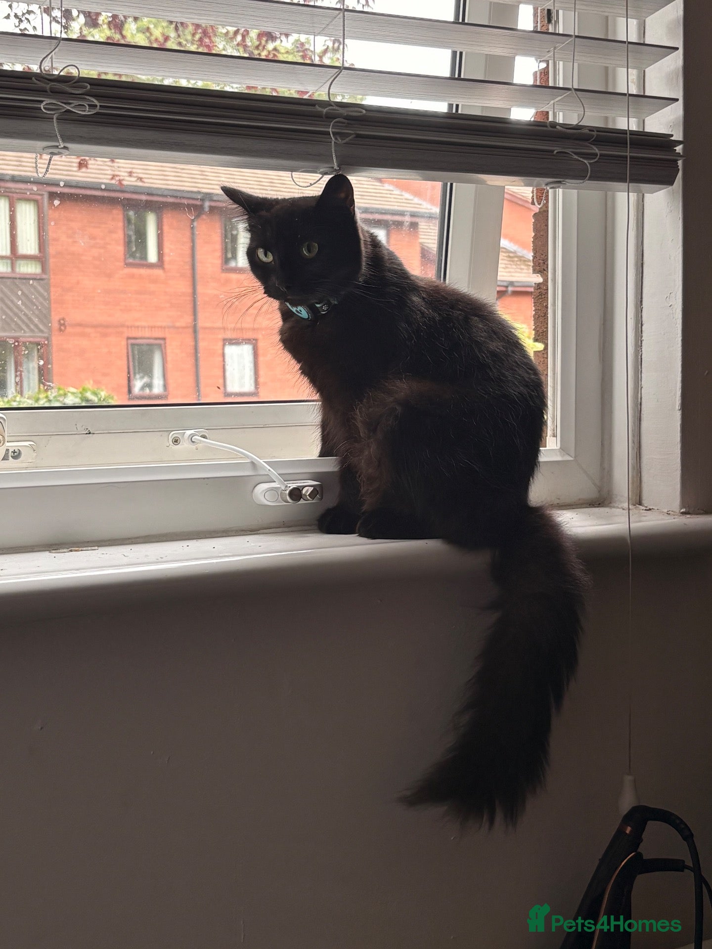 Mixed Breed cats 1 fluffy black kitten for sale £40 - Advert 3