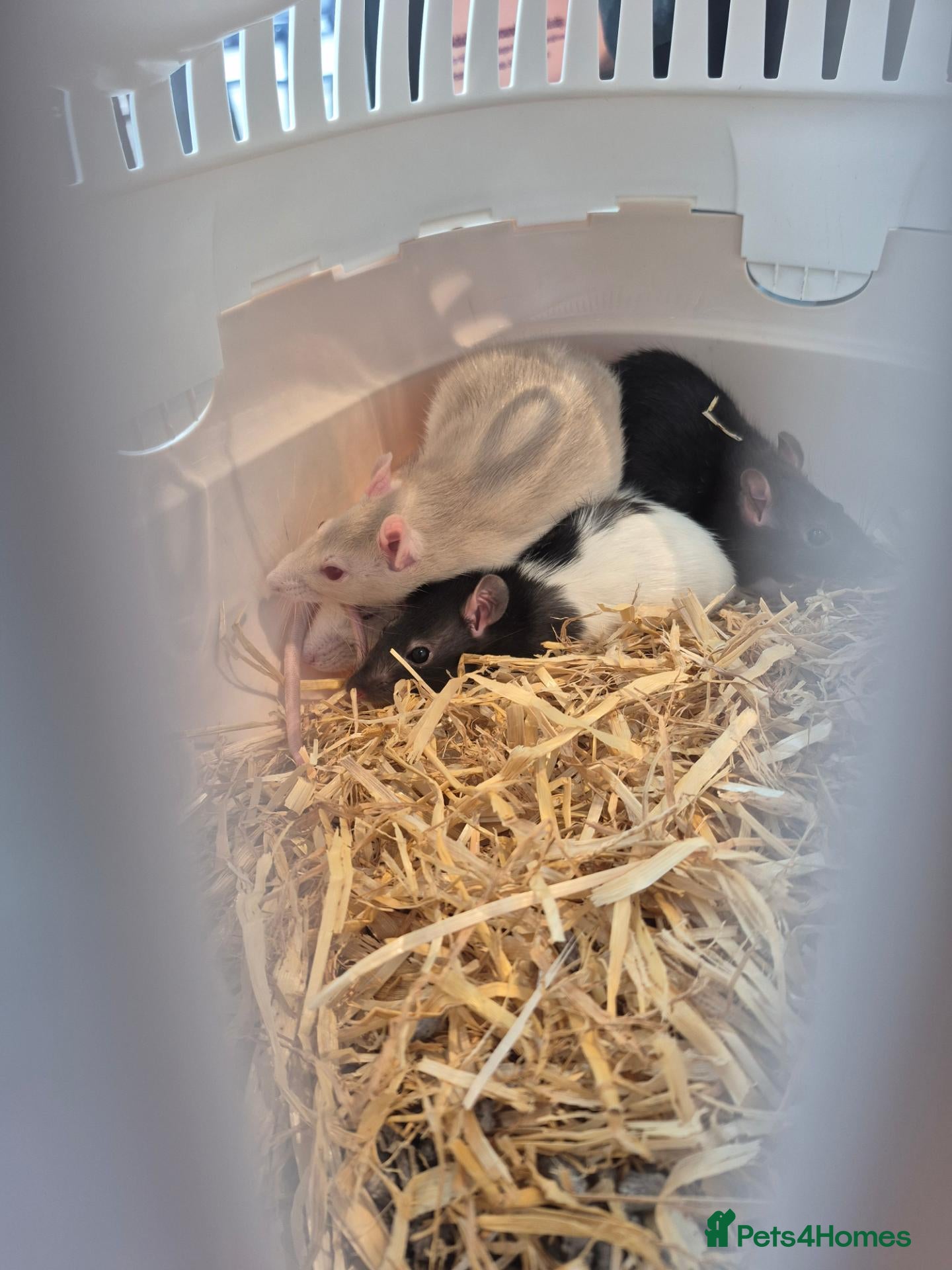 Rat rodents 4 female rats - Advert 1