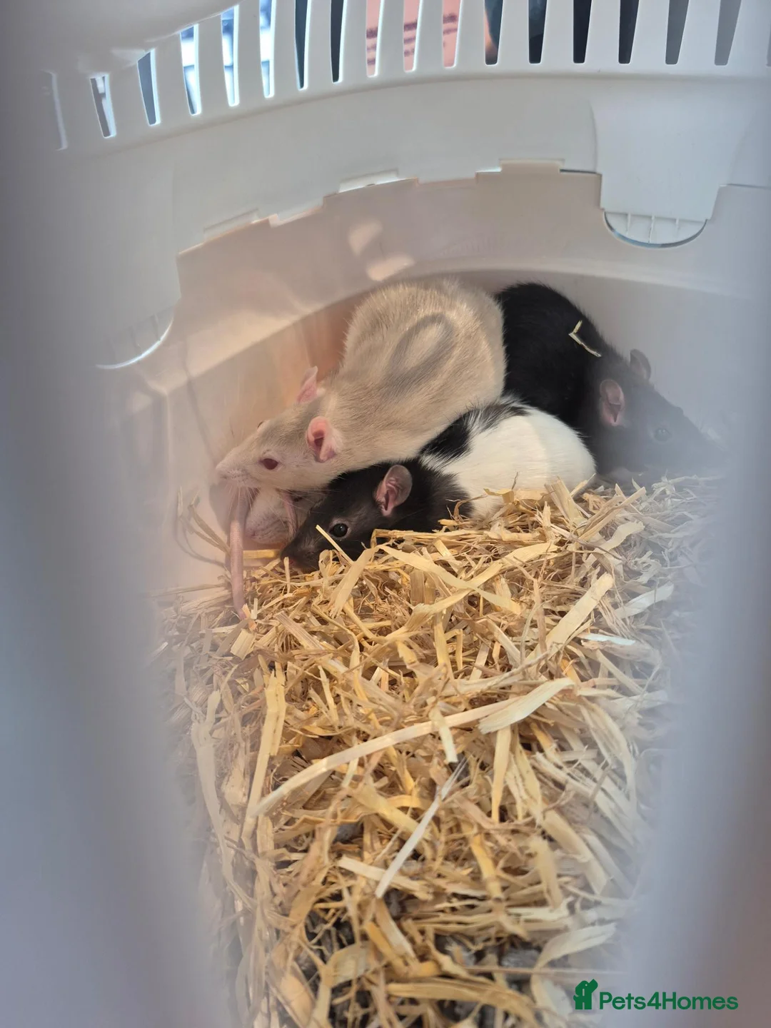 Rat rodents for sale: 4 female rats in Sheffield - Advert 1