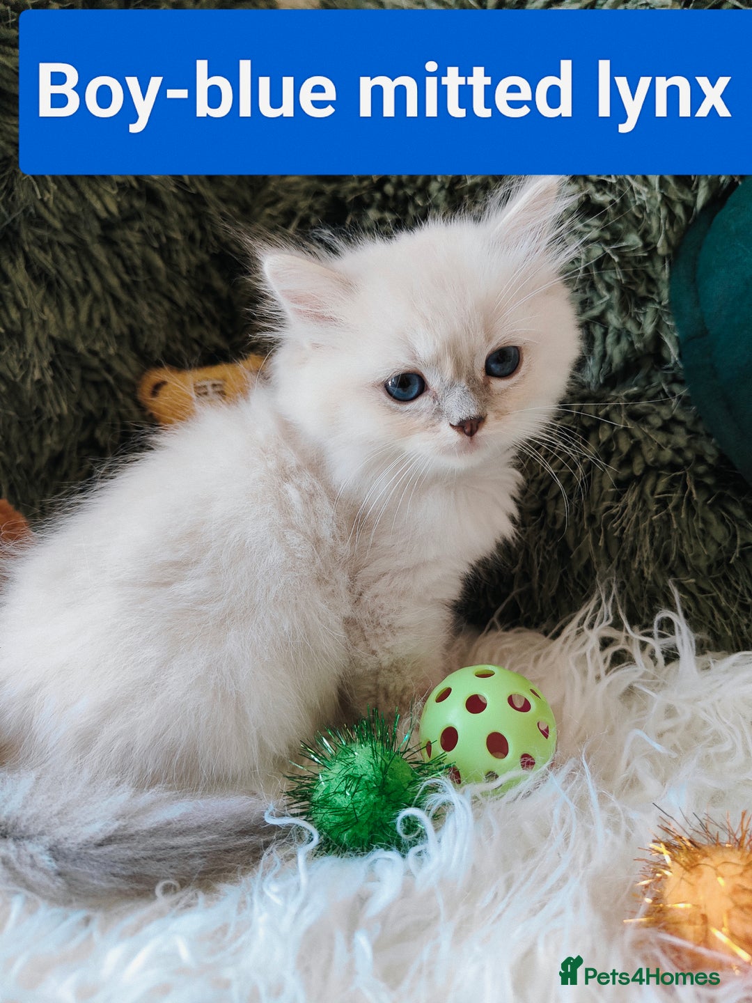 Ragdoll cats for sale: GCCF REGISTERED EUROPEAN LINE RAGDOLL KITTENS  - Image 25