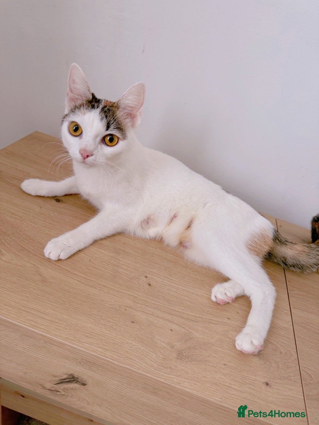 Mixed Breed cats Petal, Female Calico - Advert 2