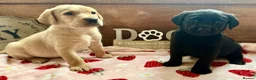 Labrador Retriever dogs for sale: KC Labrador puppies from health screened parents  - Advert 7