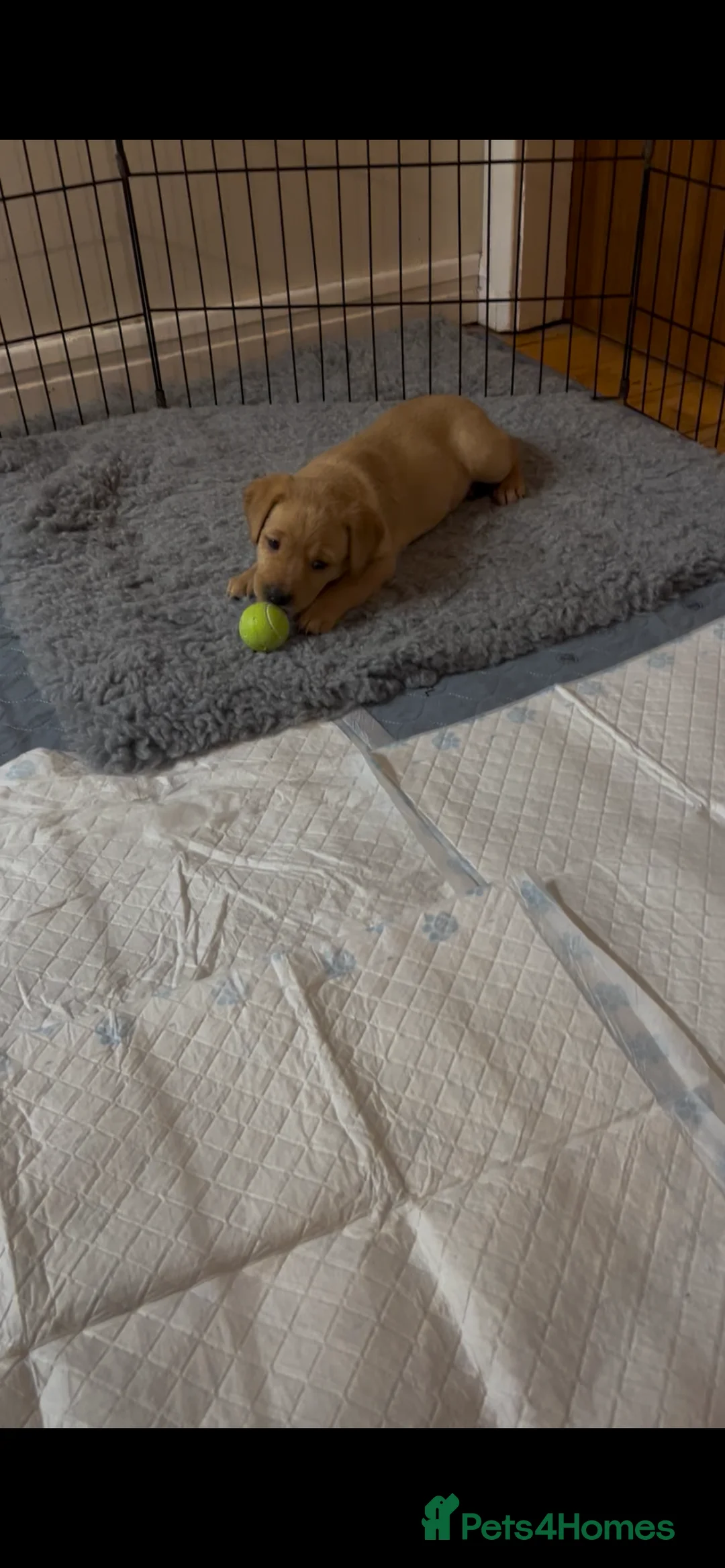 Labrador Retriever dogs for sale: Labrador Puppies - last remaining one  - Advert 2