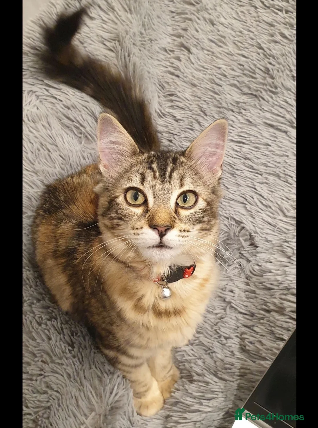 Mixed Breed cats for sale: Mixed breed kittens | Available today! | Hyde in Hyde - Advert 7