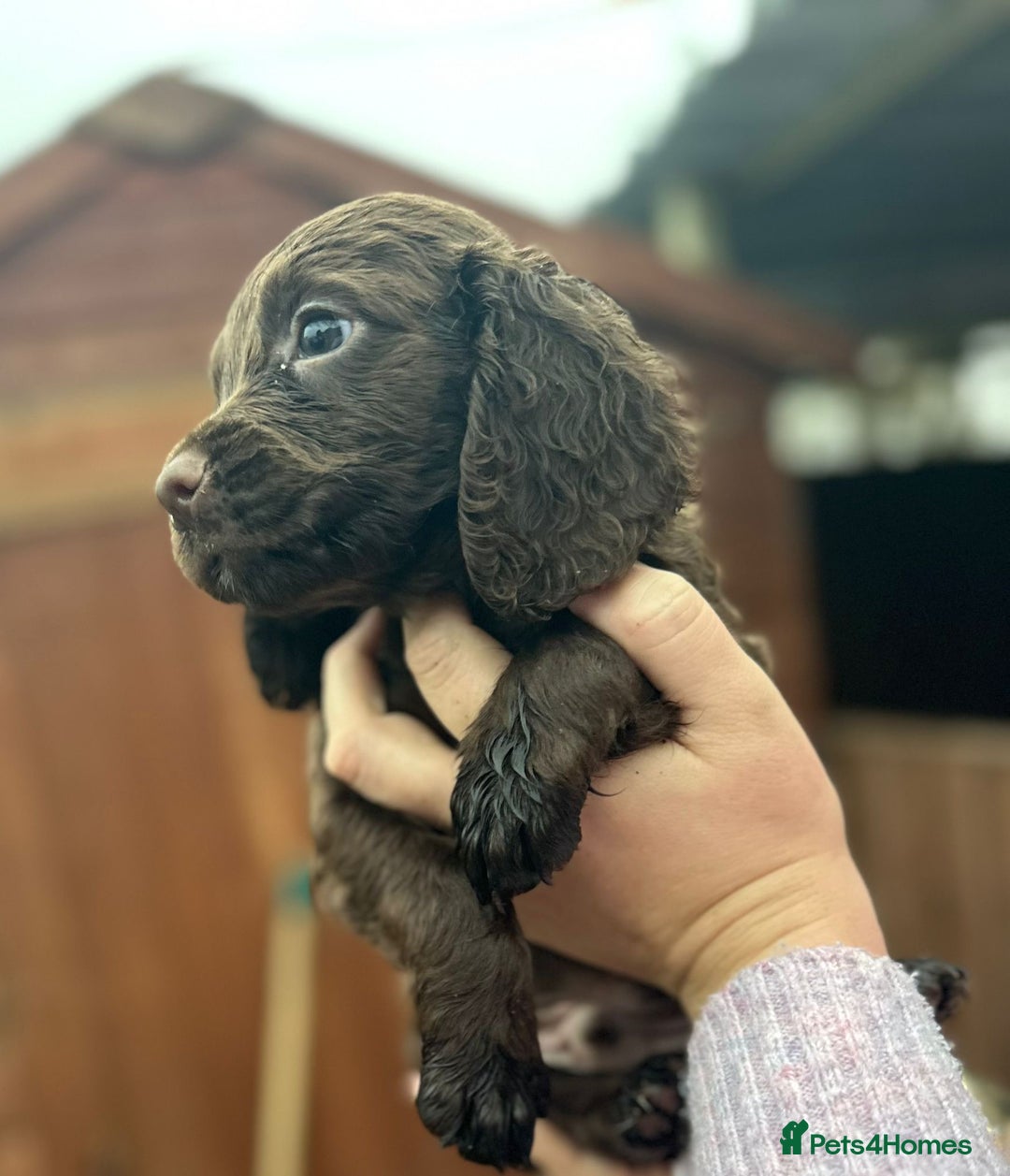 Sprocker dogs for sale: Sprocker spaniel puppies - Advert 1