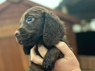 Sprocker dogs Sprocker spaniel puppies - Advert 1