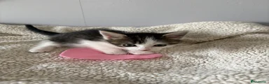 Mixed Breed Kitten 4