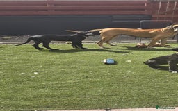 Great Dane dogs for sale: 1M 1F Great Dane pups looking for their new homes. in Bathgate - Image 10