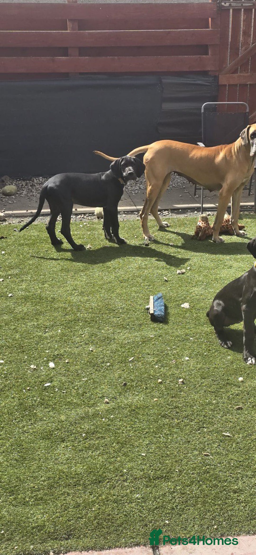 Great Dane dogs for sale: 1M 1F Great Dane pups looking for their new homes. in Bathgate - Image 10