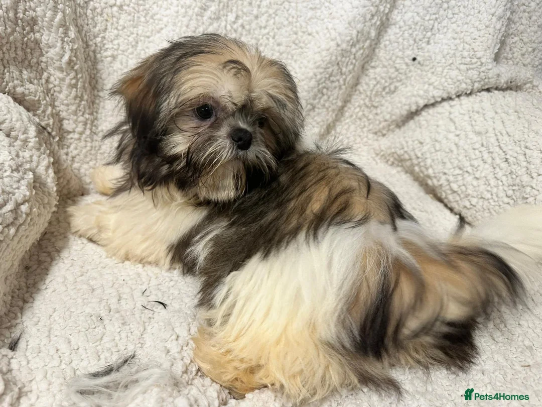 Shih Tzu dogs for sale: 4 Shih Tzu bitches - Advert 6