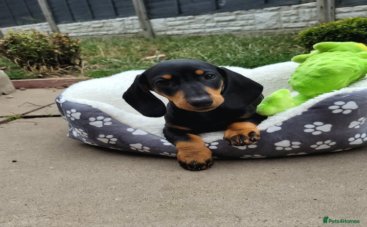 Dachshund dogs - Advert 9