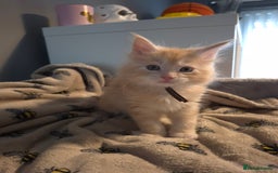 Maine Coon cats for sale: Gorgeous maine coon kittens - Image 6