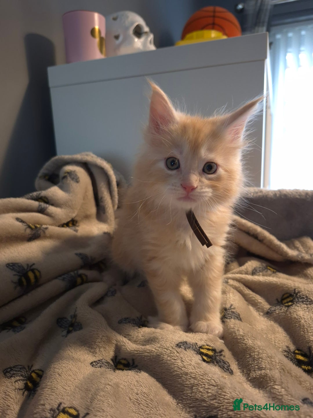 Maine Coon cats for sale: Gorgeous maine coon kittens - Image 6