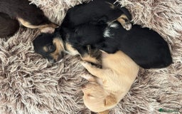 Mixed Breed dogs for sale: REDUCED - Cockapoochi Puppies - READY TO VIEW 🐶 - Image 20