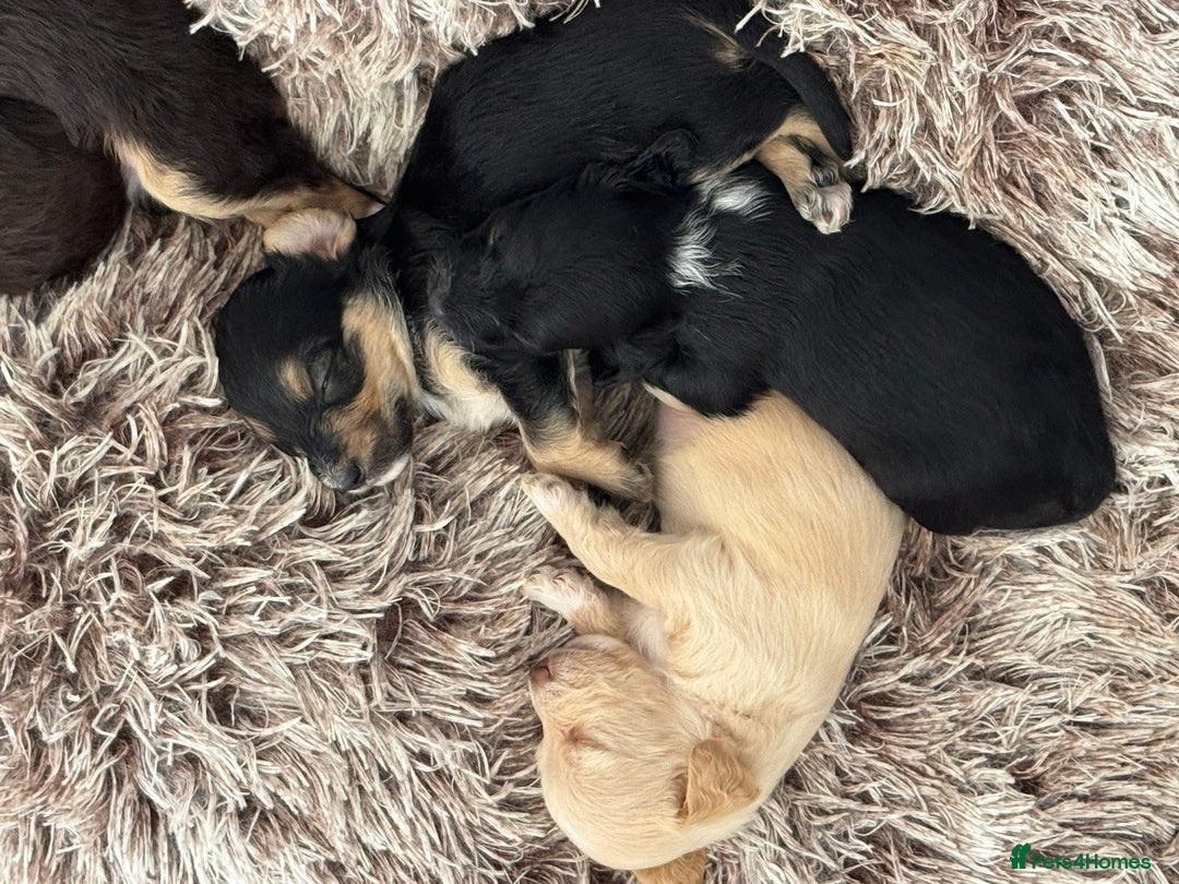 Mixed Breed dogs for sale: REDUCED - Cockapoochi Puppies - READY TO VIEW 🐶 - Image 20