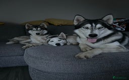 Siberian Husky dogs for stud: PROVEN KC Registered Siberian Husky Stud ONLY in Solihull - Image 15