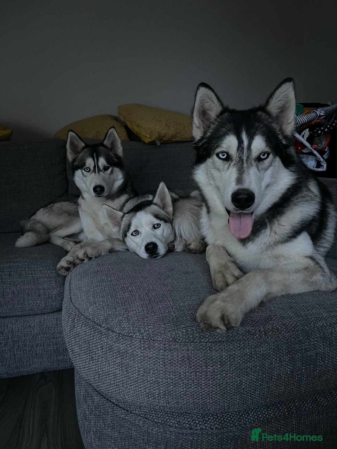 Siberian Husky dogs for stud: PROVEN KC Registered Siberian Husky Stud ONLY in Solihull - Image 15