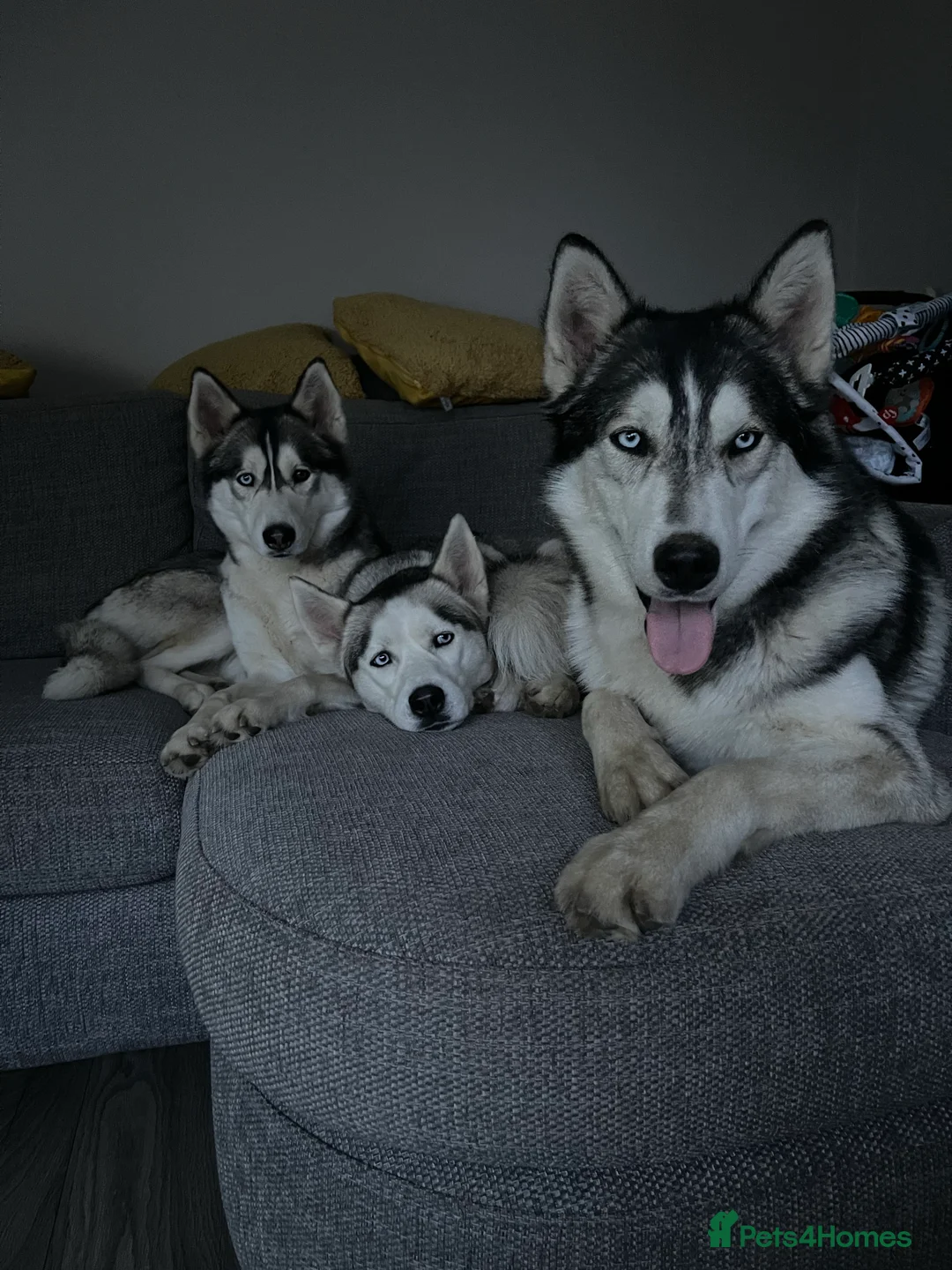 Siberian Husky dogs for stud: PROVEN KC Registered Siberian Husky Stud ONLY in Solihull - Advert 15