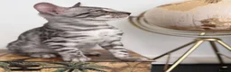 Bengal cats for sale: 2 TICA Active Bengal BOYS! - Advert 11