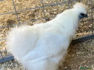 Chickens poultry Bearded Silkie Bantams - Advert 7