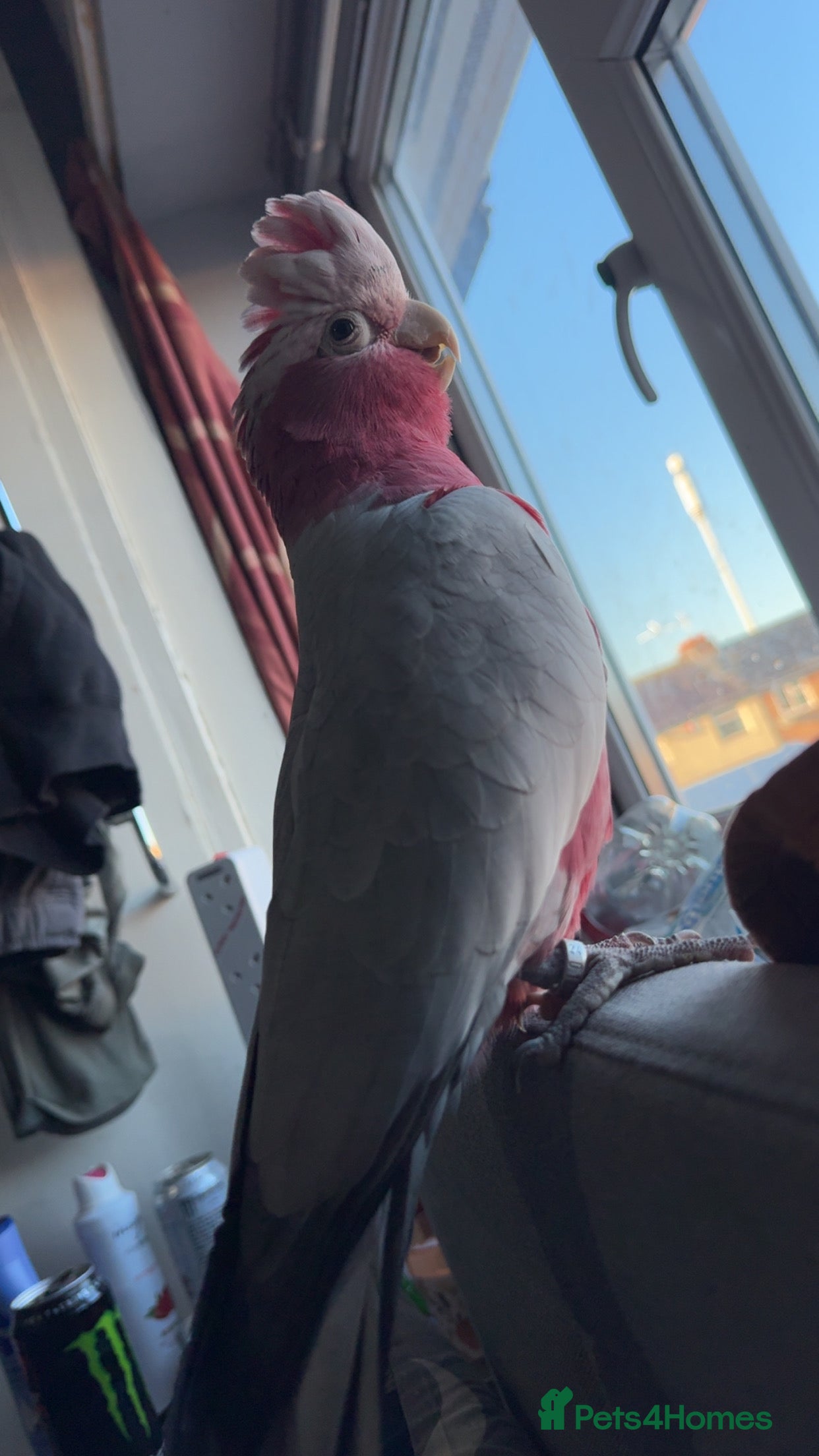 Cockatoo birds Ghala Cockatoo, and cage - Advert 1