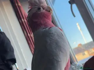 Cockatoo birds Ghala Cockatoo, and cage - Advert 1