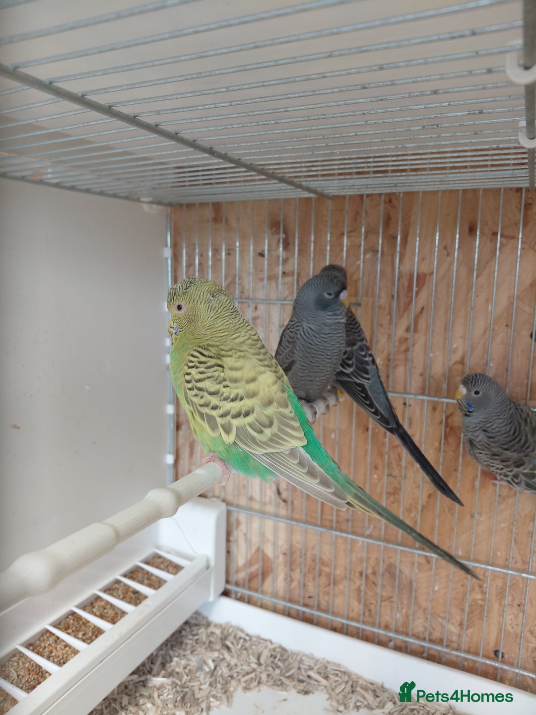 Budgerigars birds for sale: Blackface Budgies - Advert 3