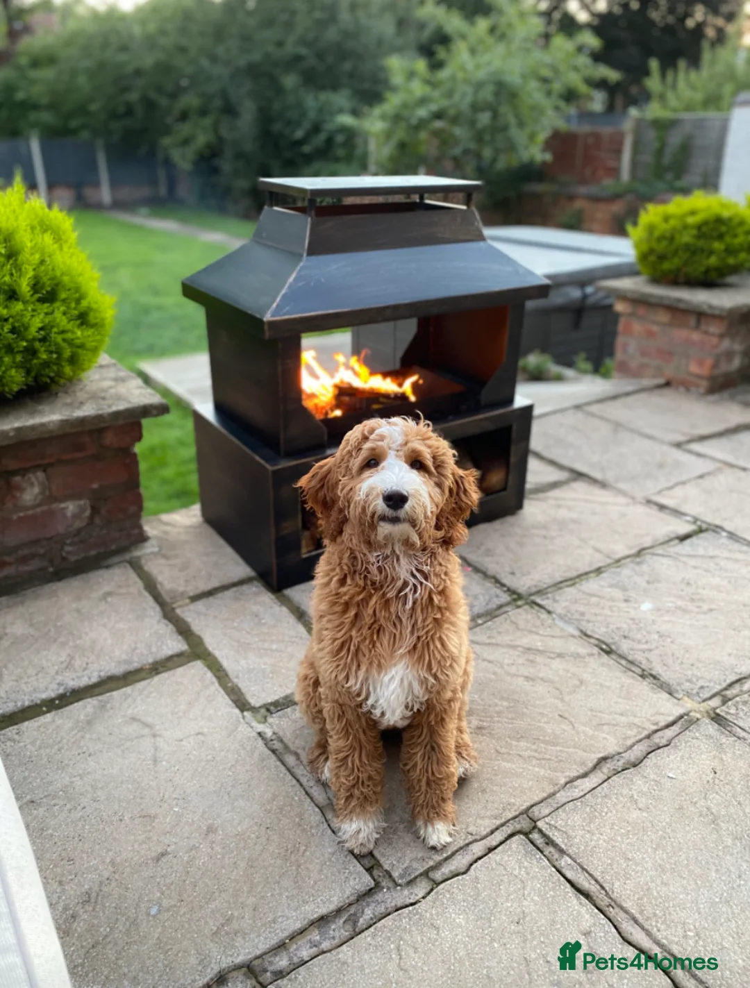 Goldendoodle dogs for stud: Alfie, Proven Goldendoodle for stud-Health Tested in Southport - Advert 5