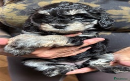 Schnoodle dogs for sale: Miniature Schoodle puppies - Image 3