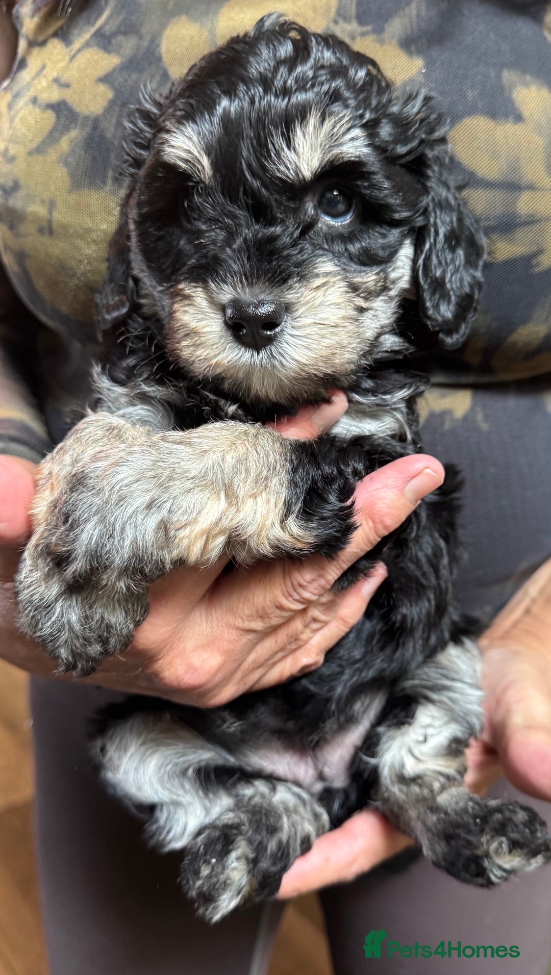 Schnoodle dogs for sale: Miniature Schoodle puppies - Image 3
