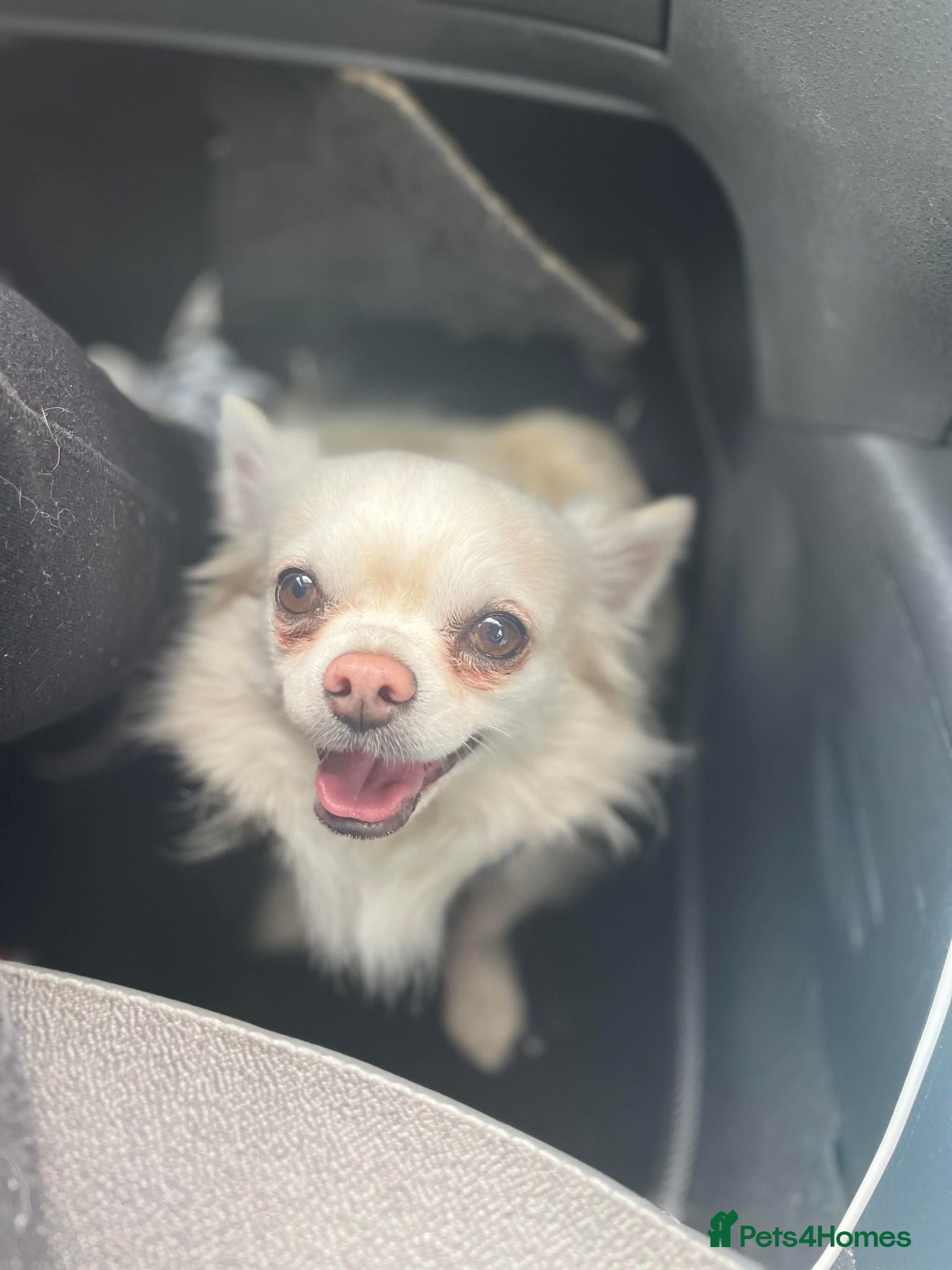Chihuahua dogs Experienced Home Needed Long-Haired Chihuahua - Advert 1