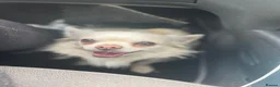Chihuahua dogs for sale: Experienced Home Needed Long-Haired Chihuahua in Saint Helens - Advert 1