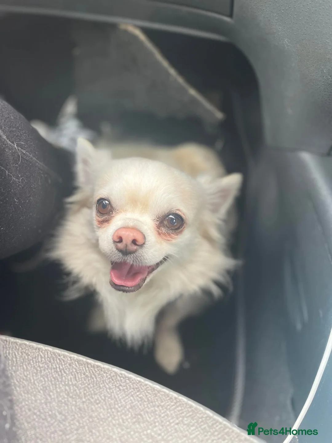 Chihuahua dogs for sale: Experienced Home Needed Long-Haired Chihuahua in Saint Helens - Advert 1
