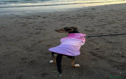 Mixed Breed dogs for sale: Rehoming our beloved puppy - 8 months old - Image 3