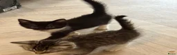 Mixed Breed cats for sale: Kittens need forever homes  in Halesowen - Advert 8