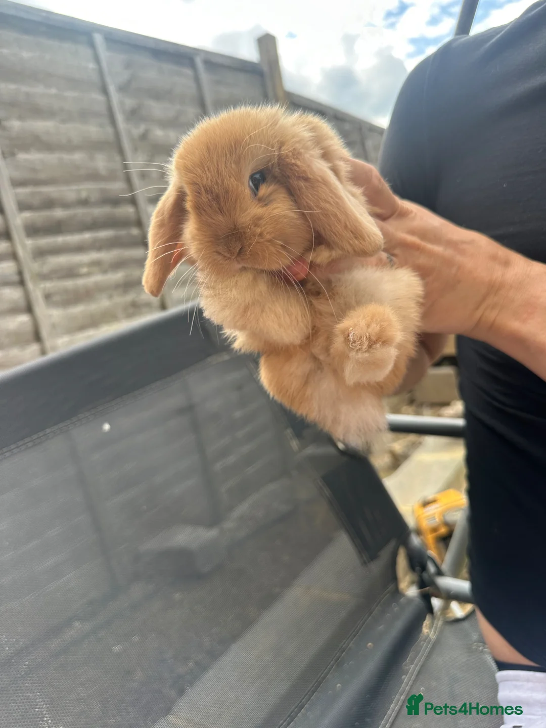 Mini Lop rabbits for sale: Mini lop rabbits  - Advert 2