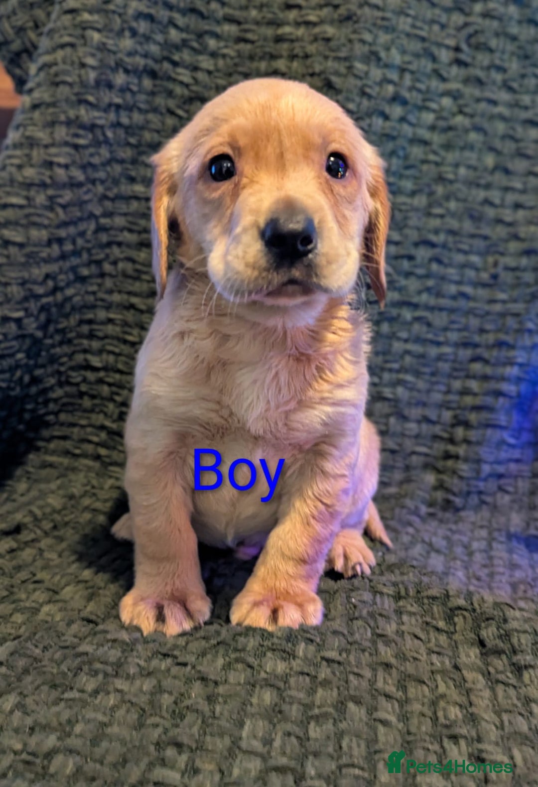 Cockerdor dogs for sale: Cockador Puppies - Advert 18